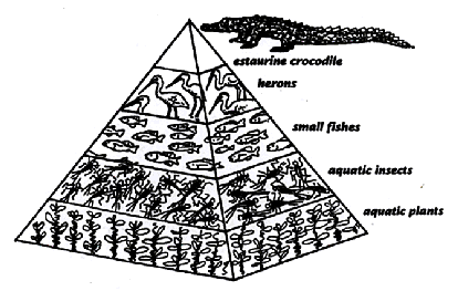 Wetlands Wildlife 1: Energy Flow Biology Diagrams